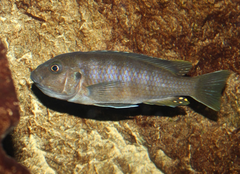 Cynotilapia zebroides 'Ndonga (Deep)'